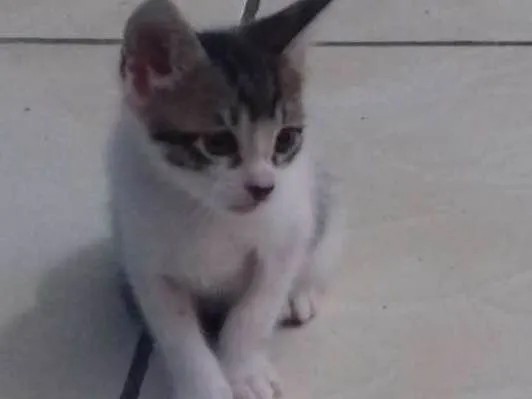 Gato ra a sem raça definida idade 2 a 6 meses nome sem nome