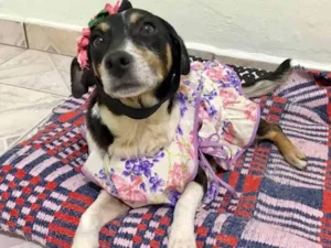 Cachorro raça SRD idade 5 anos nome LUNA