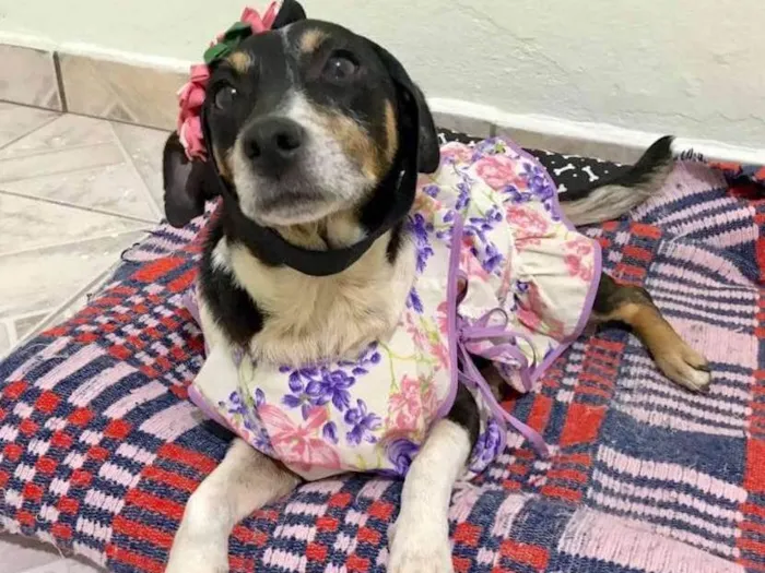 Cachorro ra a SRD idade 5 anos nome LUNA