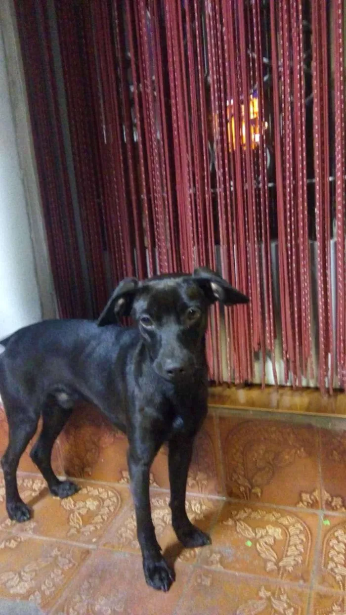 Cachorro raça Indefinida  idade 1 ano nome Blade