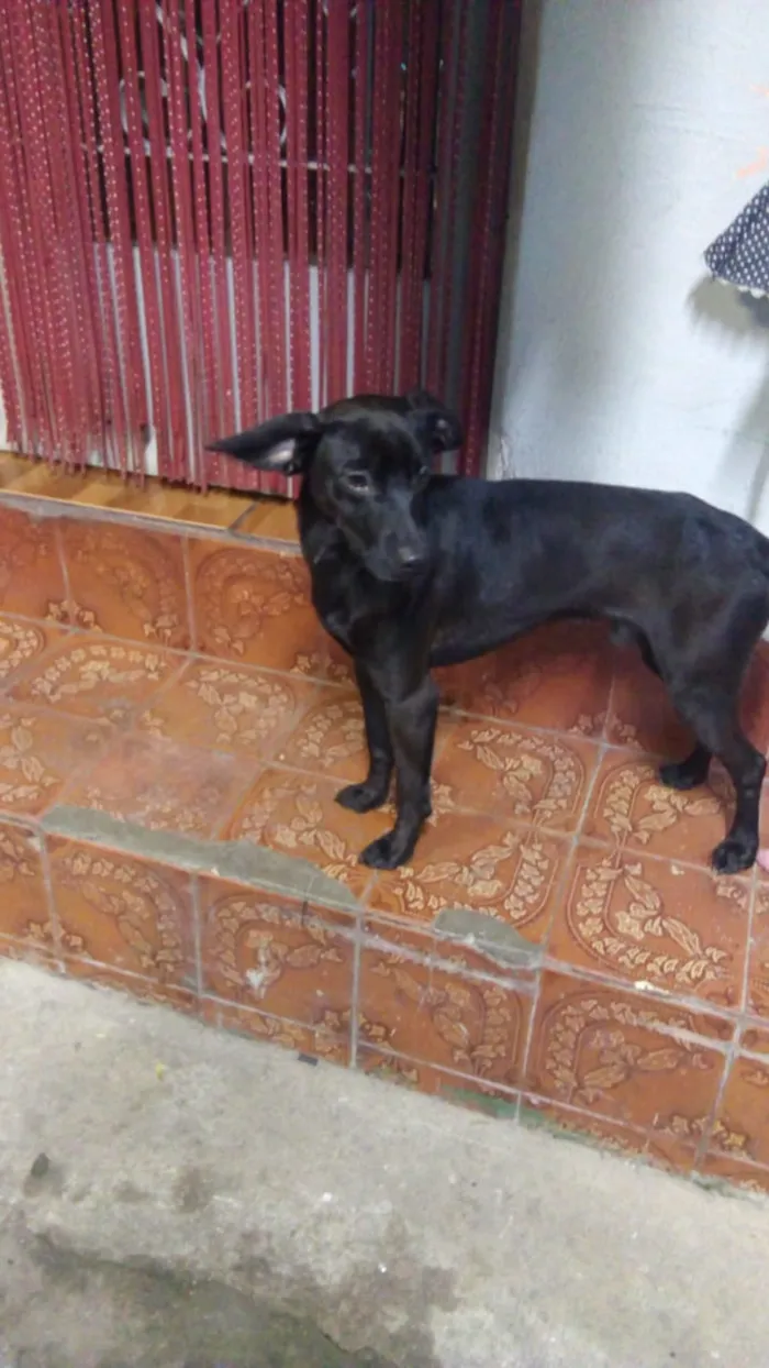Cachorro raça Indefinida  idade 1 ano nome Blade