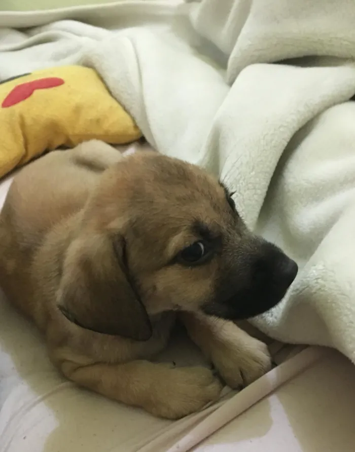 Cachorro ra a SRD  idade 2 a 6 meses nome Andy 