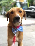 Tobias