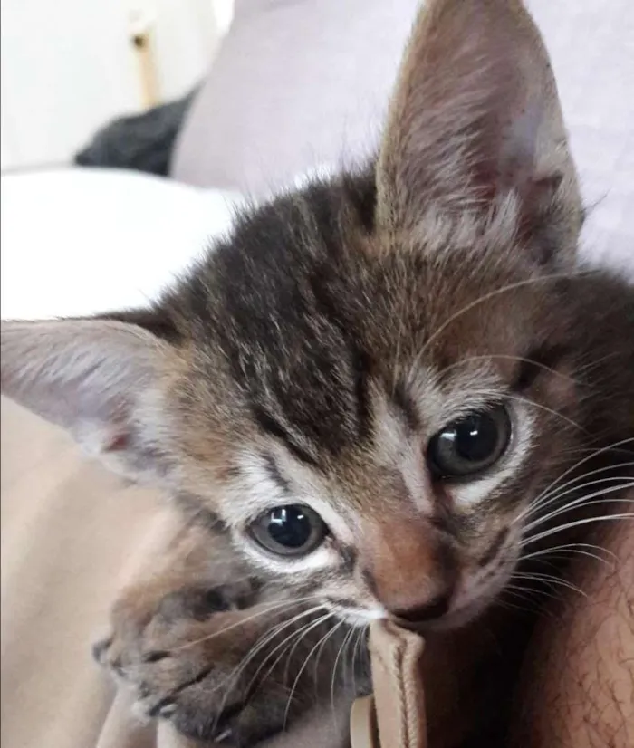 Gato ra a SRD idade Abaixo de 2 meses nome Bel