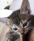 Bel