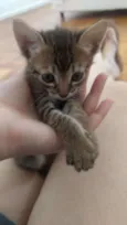 Bel