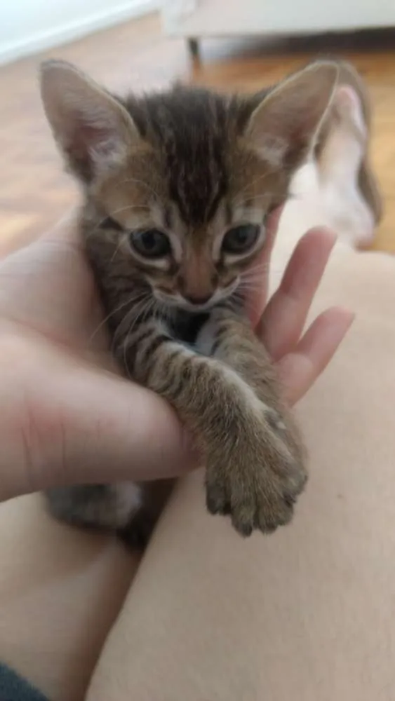 Gato ra a SRD idade Abaixo de 2 meses nome Bel
