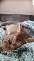 Bel