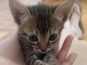 Gato raça SRD idade Abaixo de 2 meses nome Bel