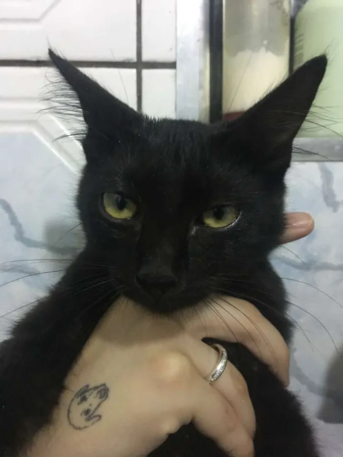 Gato ra a desconhecida idade 7 a 11 meses nome Luna