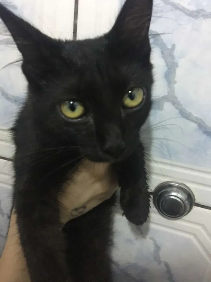 Gato ra a desconhecida idade 7 a 11 meses nome Luna