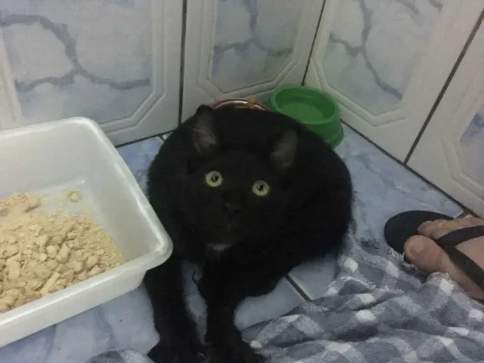 Gato ra a desconhecida idade 7 a 11 meses nome Luna