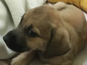 Cachorro raça SRD  idade 2 a 6 meses nome Andy 