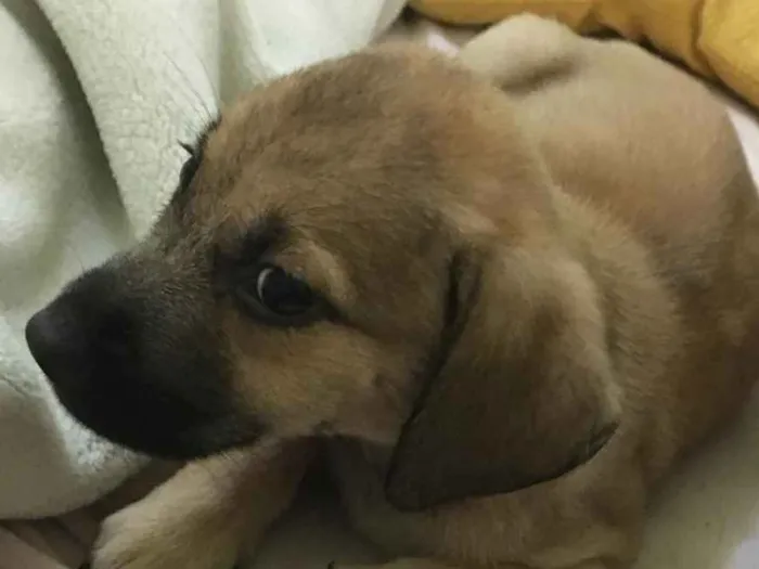 Cachorro ra a SRD  idade 2 a 6 meses nome Andy 