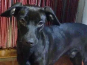 Cachorro raça Indefinida  idade 1 ano nome Blade