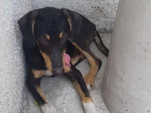 Cachorro ra a SRD idade 7 a 11 meses nome Não sei o nome