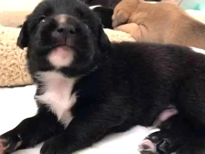 Cachorro ra a SRD idade Abaixo de 2 meses nome BRANDON LEE