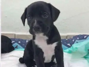 Cachorro raça SRD idade Abaixo de 2 meses nome KÉSSY