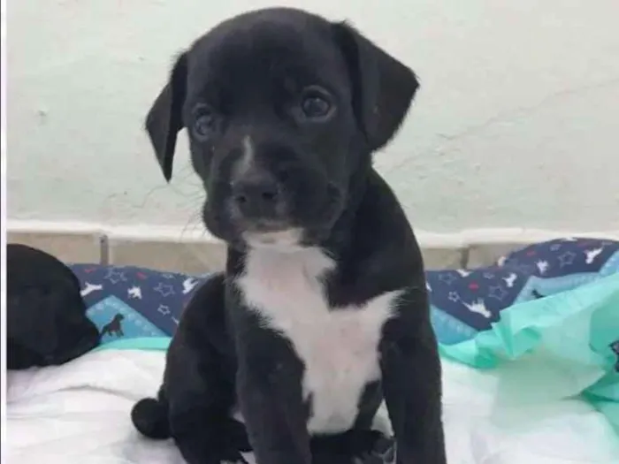 Cachorro ra a SRD idade Abaixo de 2 meses nome KÉSSY