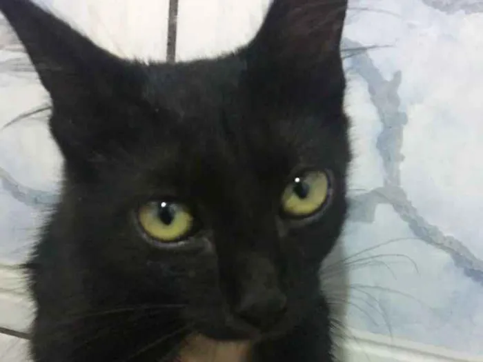 Gato ra a desconhecida idade 7 a 11 meses nome Luna