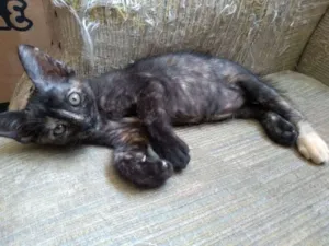 Gato raça SRD idade Abaixo de 2 meses nome Gatinha