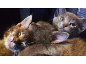 Gato raça Desconhecido idade 2 a 6 meses nome Chuchu, Fumaça e Flo