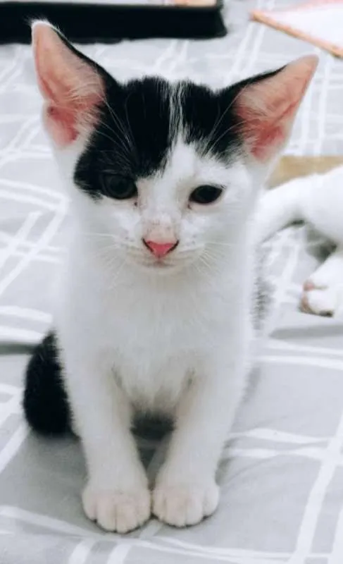 Gato raça  idade 2 a 6 meses nome Sem nome