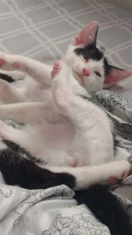 Gato raça  idade 2 a 6 meses nome Sem nome