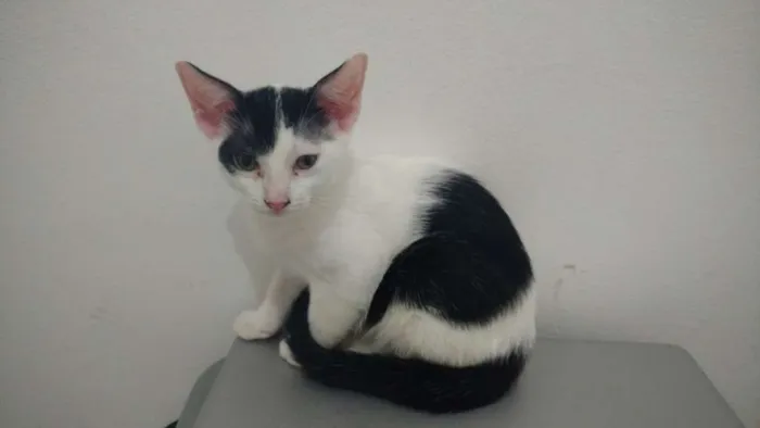 Gato raça  idade 2 a 6 meses nome Sem nome