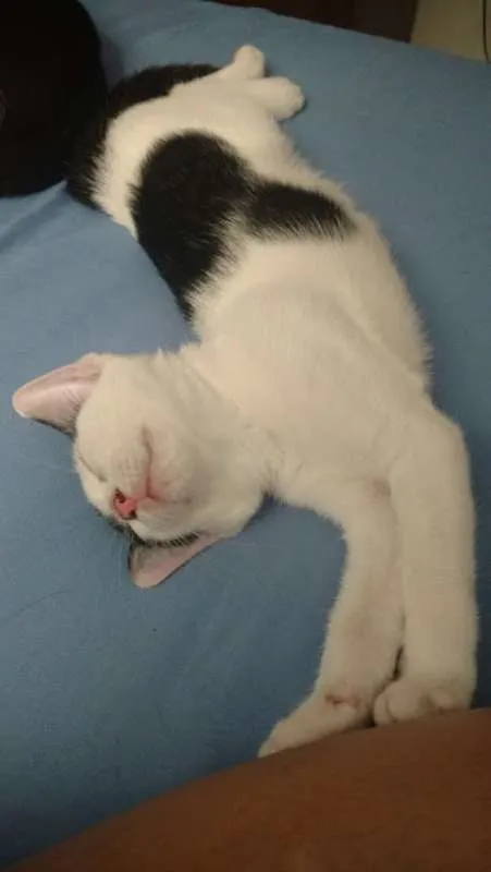 Gato raça  idade 2 a 6 meses nome Sem nome