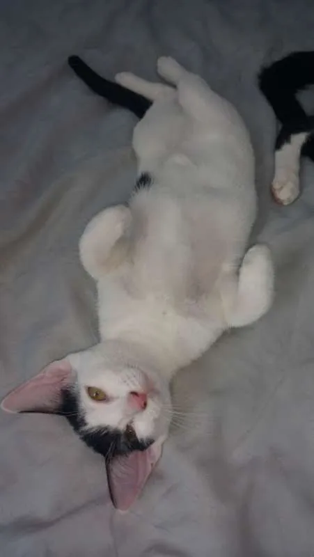 Gato raça  idade 2 a 6 meses nome Sem nome