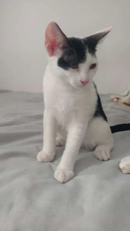 Gato raça  idade 2 a 6 meses nome Sem nome