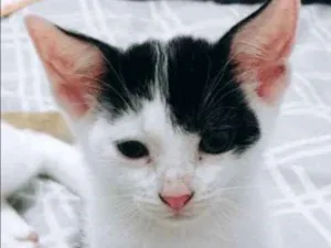 Gato raça  idade 2 a 6 meses nome Sem nome