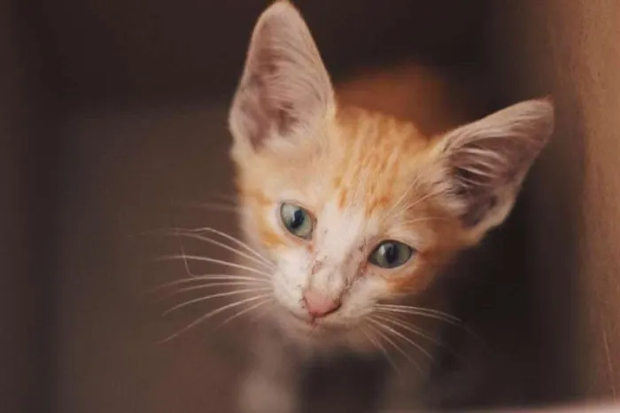 Gato ra a SRD idade Abaixo de 2 meses nome Horácio