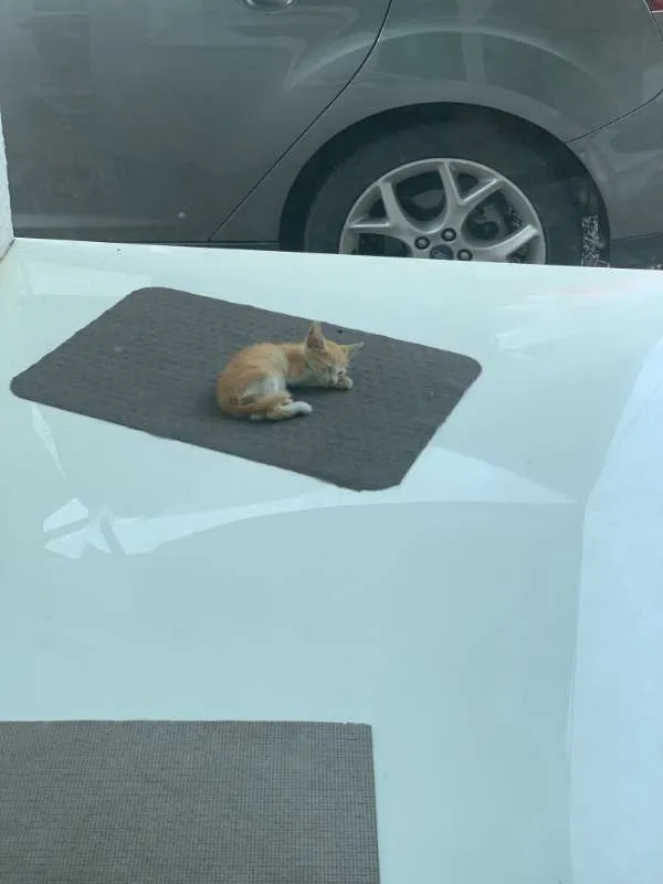 Gato ra a SRD idade Abaixo de 2 meses nome Horácio
