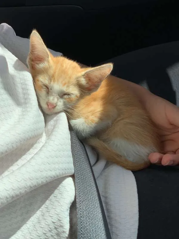 Gato ra a SRD idade Abaixo de 2 meses nome Horácio