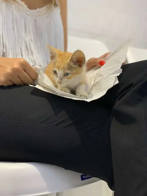 Gato ra a SRD idade Abaixo de 2 meses nome Horácio