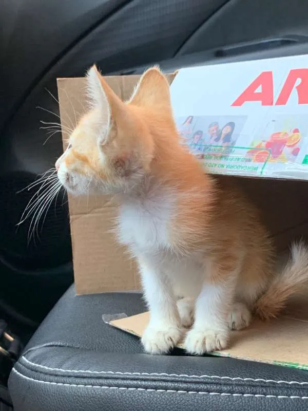 Gato ra a SRD idade Abaixo de 2 meses nome Horácio