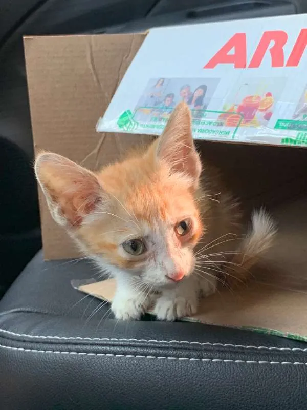 Gato ra a SRD idade Abaixo de 2 meses nome Horácio