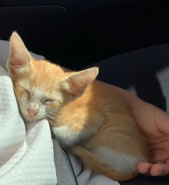 Gato ra a SRD idade Abaixo de 2 meses nome Horácio