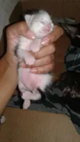 Lindos bebês