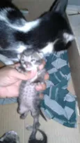Lindos bebês