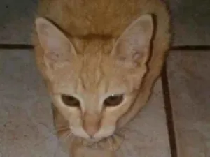 Gato raça SRD idade 2 a 6 meses nome Amarelinha