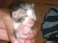 Lindos bebês
