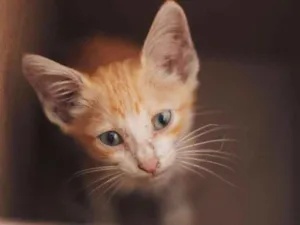 Gato raça SRD idade Abaixo de 2 meses nome Horácio