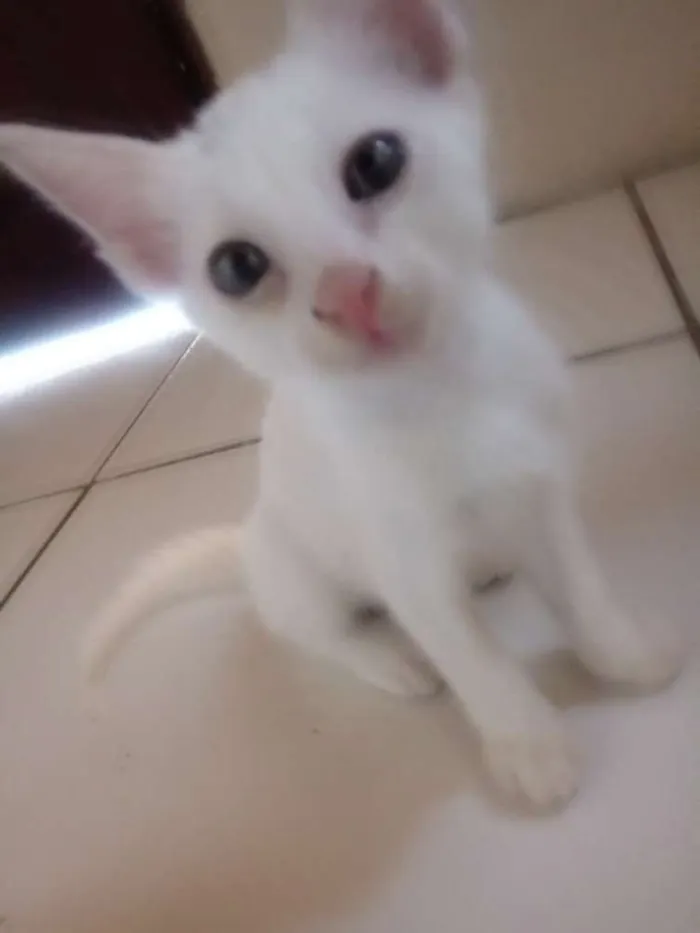 Gato ra a Indefinida idade Abaixo de 2 meses nome Tico