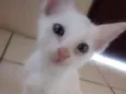 Tico