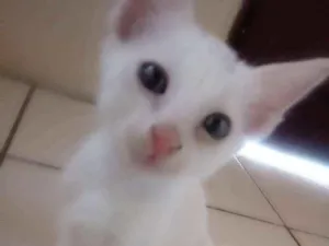 Gato raça Indefinida idade Abaixo de 2 meses nome Tico