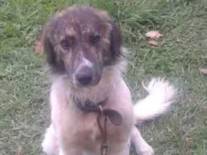Cachorro raça indefinida  idade 1 ano nome Bob 