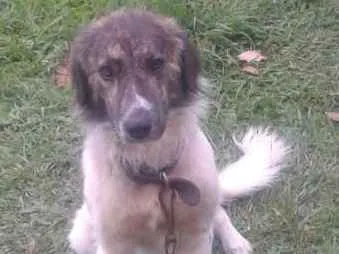 Cachorro raça indefinida  idade 1 ano nome Bob 